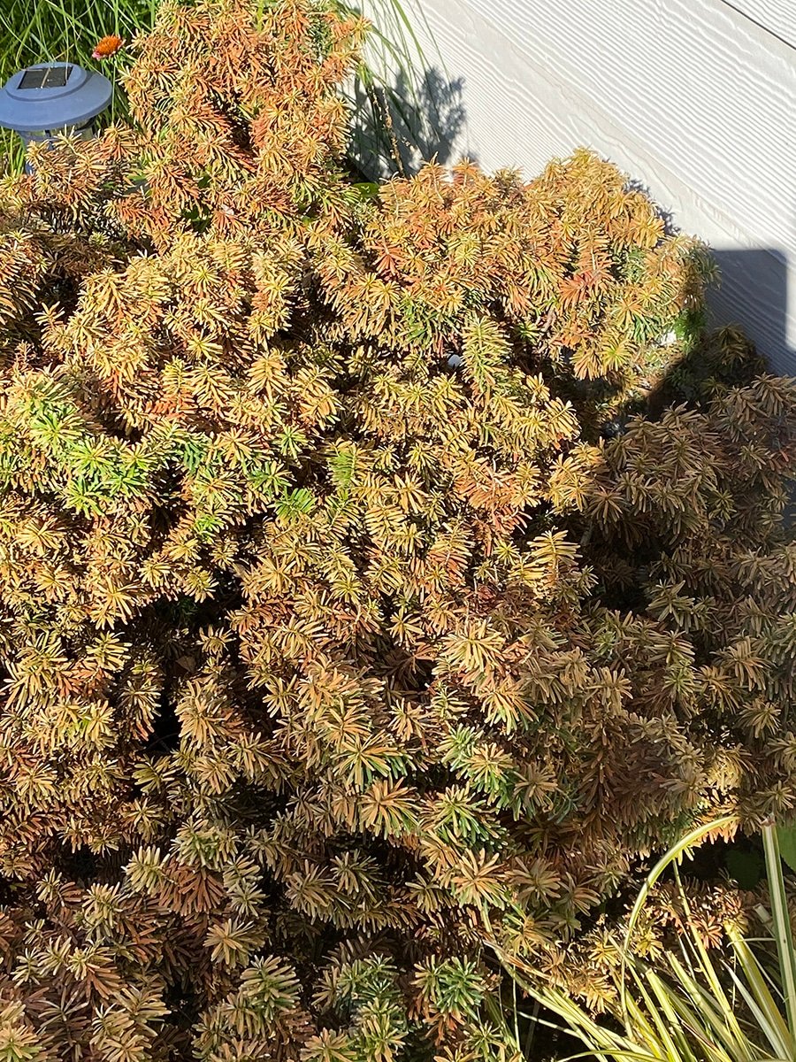 sunburned conifer