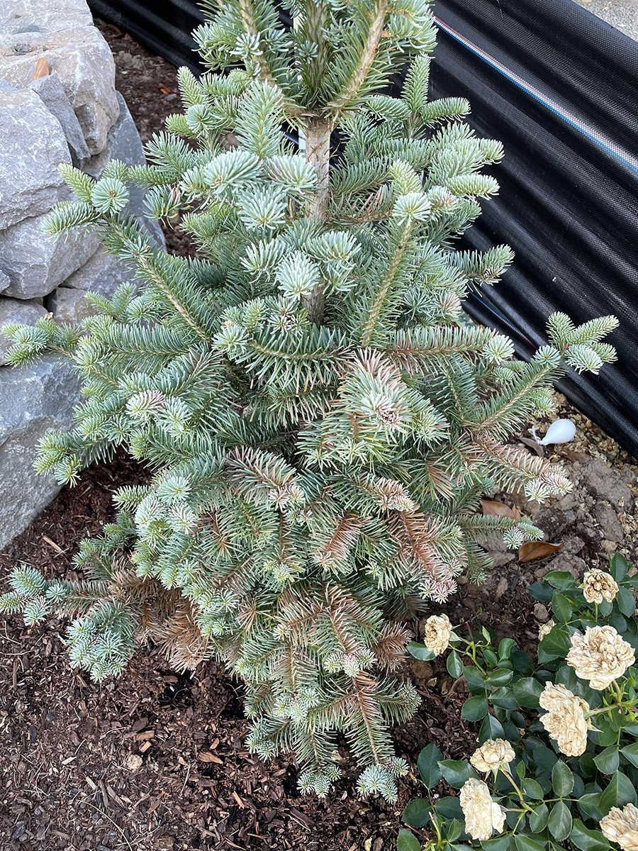 stressed conifer