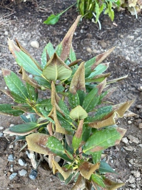 sunburned evergreen plant