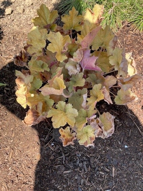 recovered heuchera after heatwave