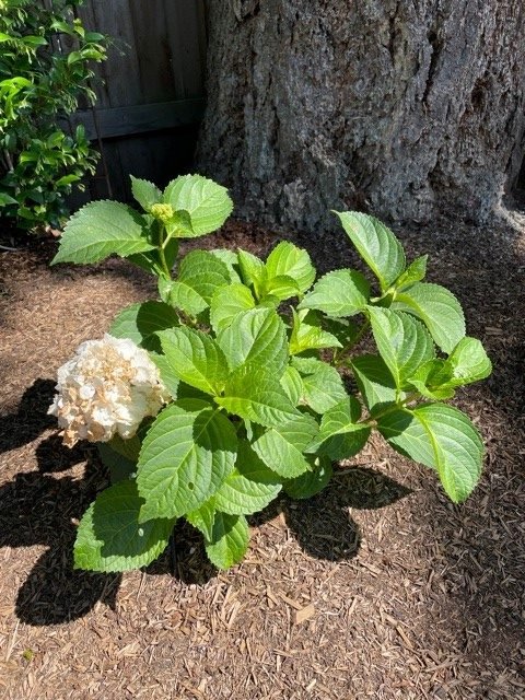 recovered hydrangea after heatwave