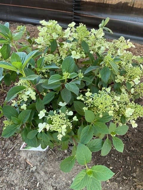 recovered hydrangea after heatwave