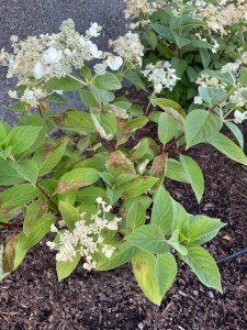 sunburned hydrangea