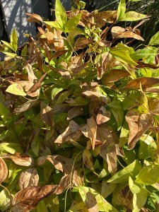 sunburned nandina plant