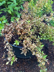 sunburned weigela plant