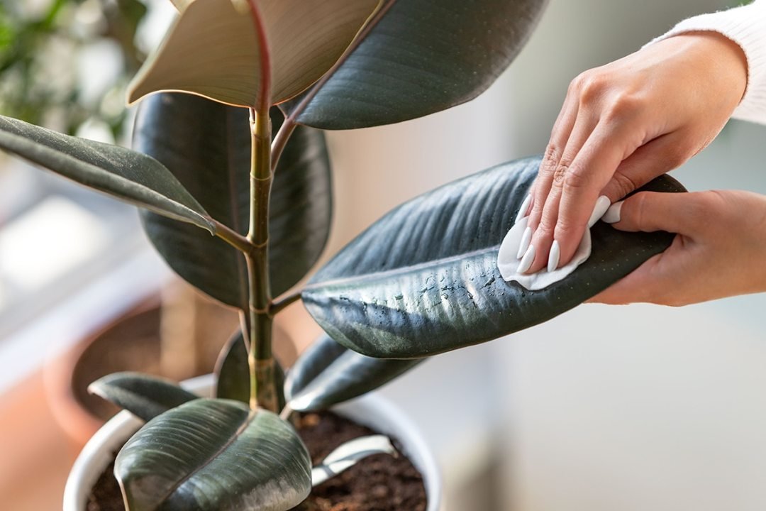 Houseplant Care Tips - Ficus - 7 Dees Garden Centers Hands wiping down the leaves of an potted ficus plant - 7 Dees Garden Centers