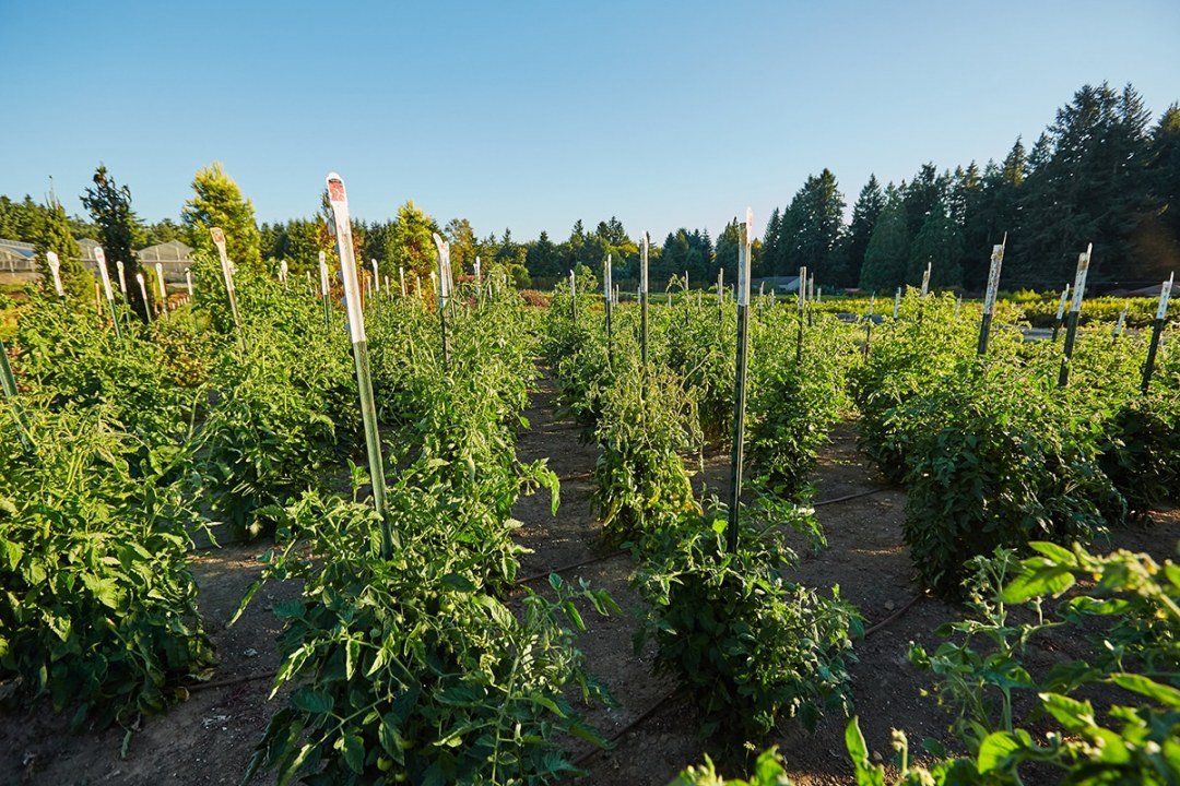 giant tomato garden