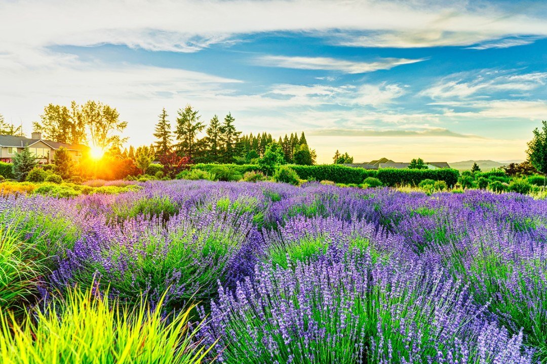 Lavender field at sunrise in Estacada - 7 Dees Landscaping Lavender field at sunrise with distant trees - 7 Dees Landscaping