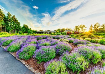 lavender plants in landscape