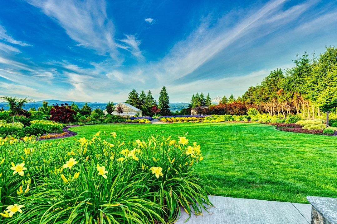 daffodils and sprawling lawn with mountain view
