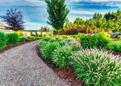 plants around pathway in a residential landscape