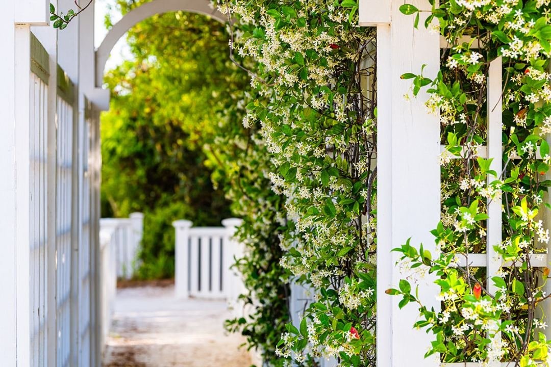 Jasmine vine growing vertically on a trellis - by Dennis' 7 Dees