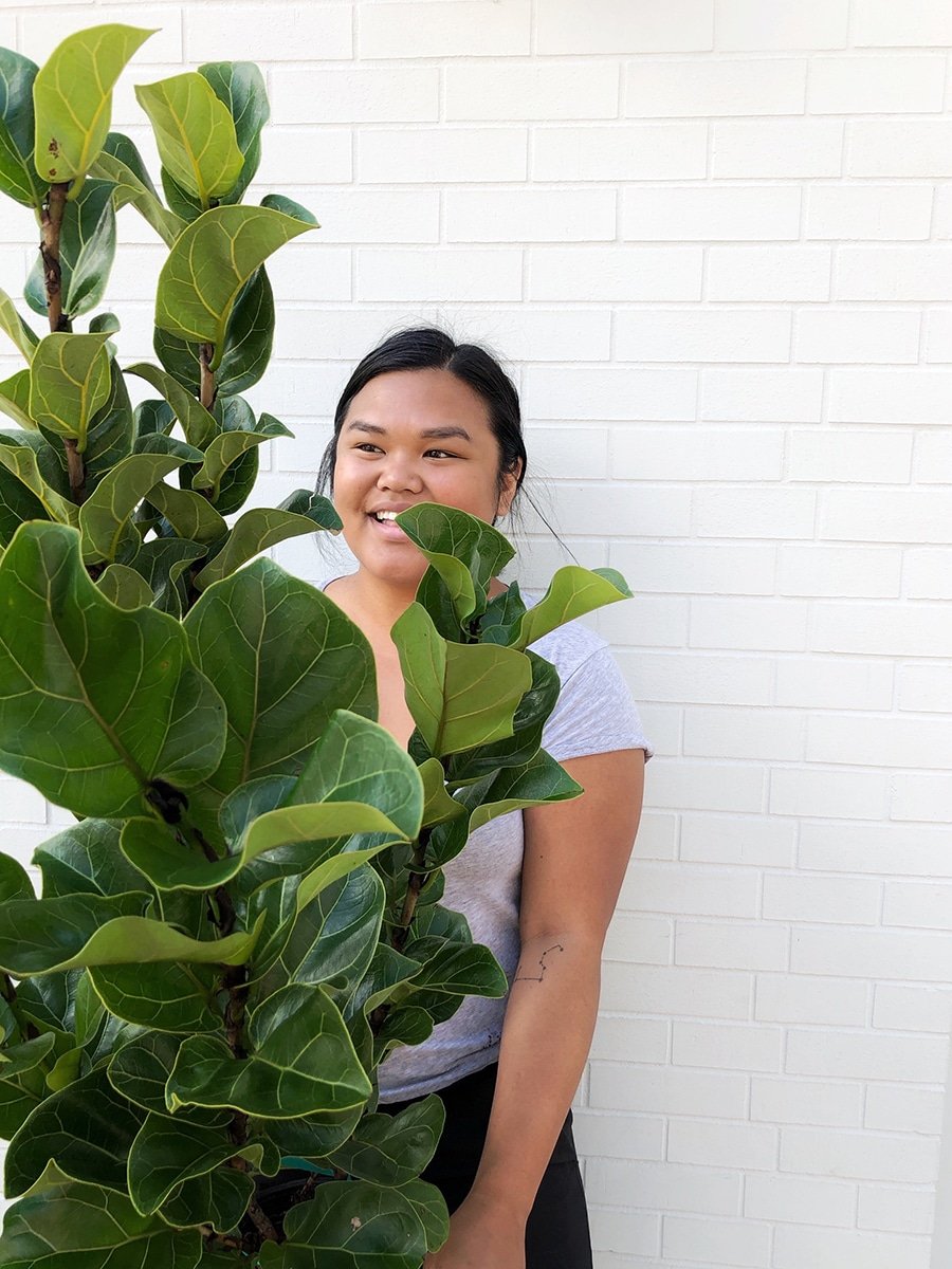 holding ficus lyrata