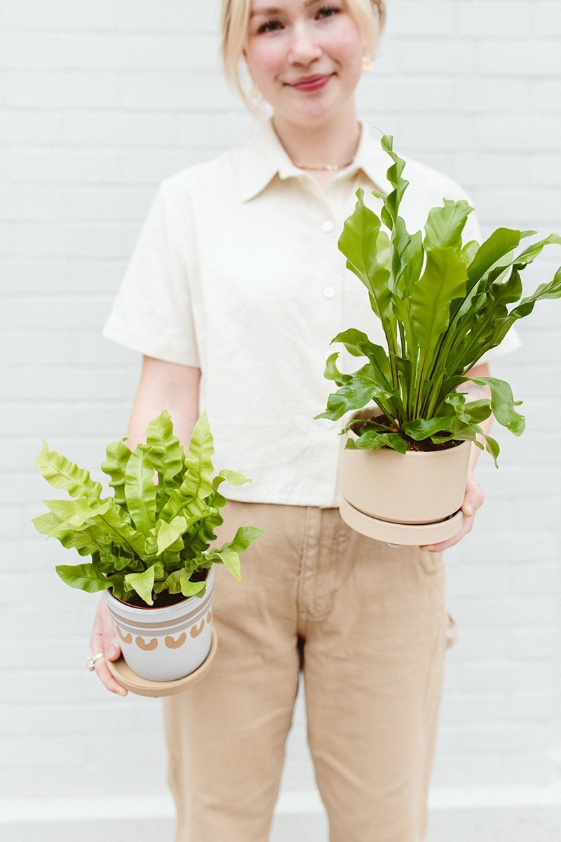 Birds Nest Ferns