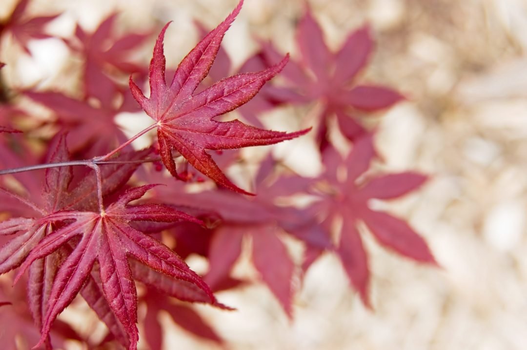 Japanese Maple Acer palmatum