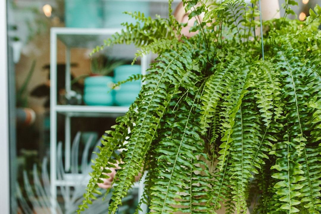 Boston fern