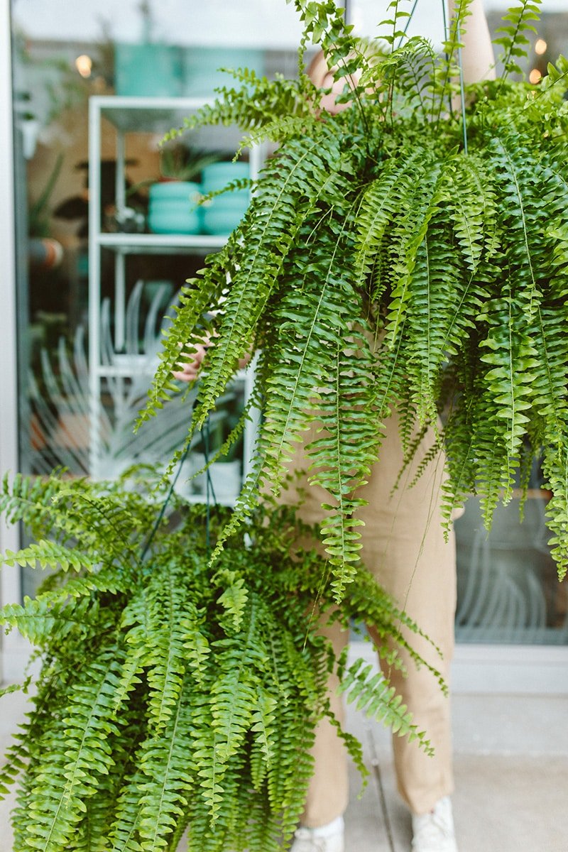 Boston Ferns