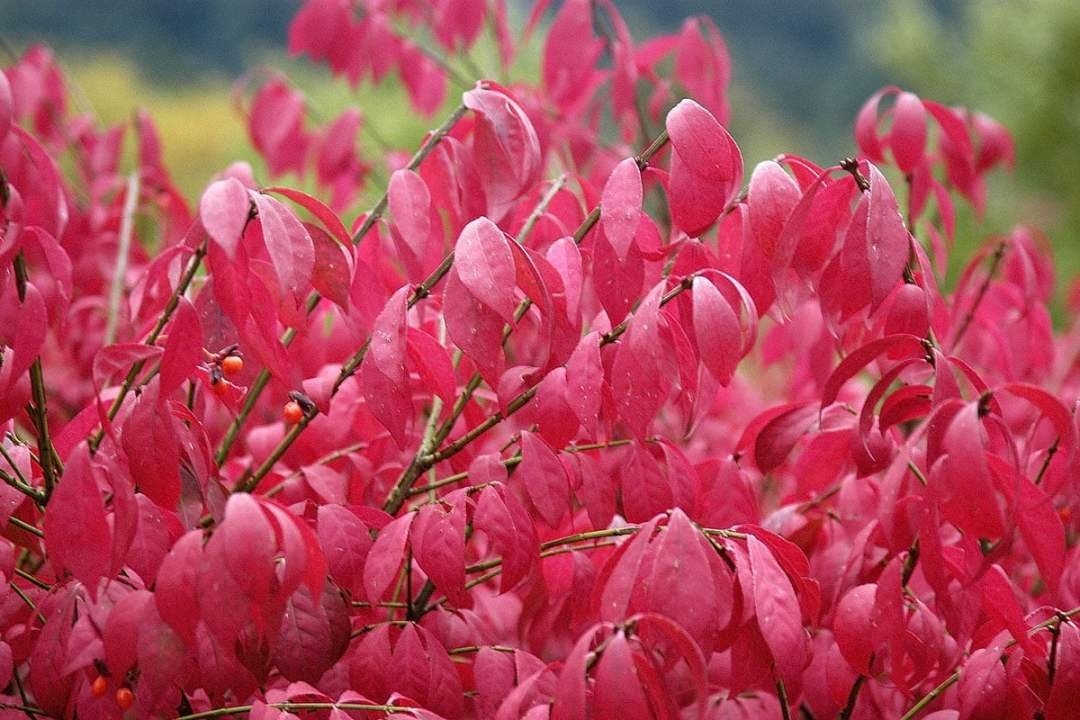 Burning Bush Euonymus Alatus