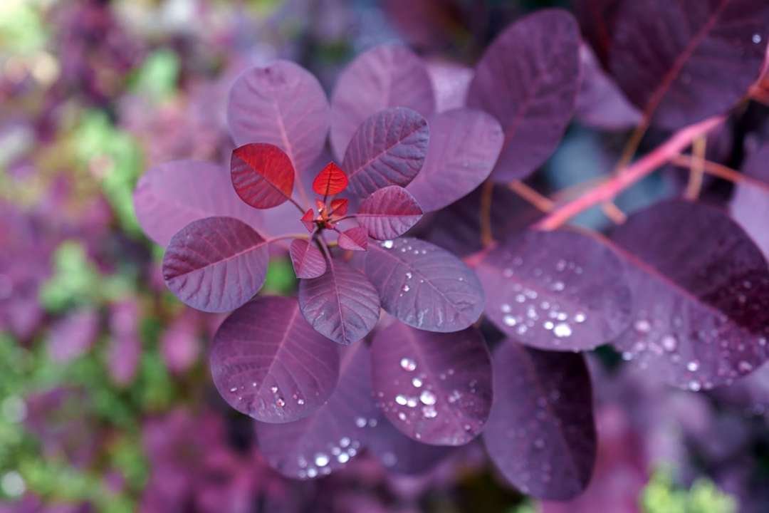 Smoke Tree Royal Purple