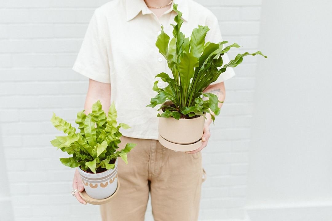 Bird's nest ferns