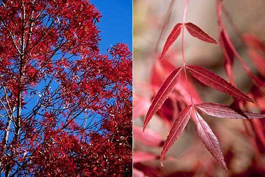 Raywood Ash Fraxinus oxycarpa