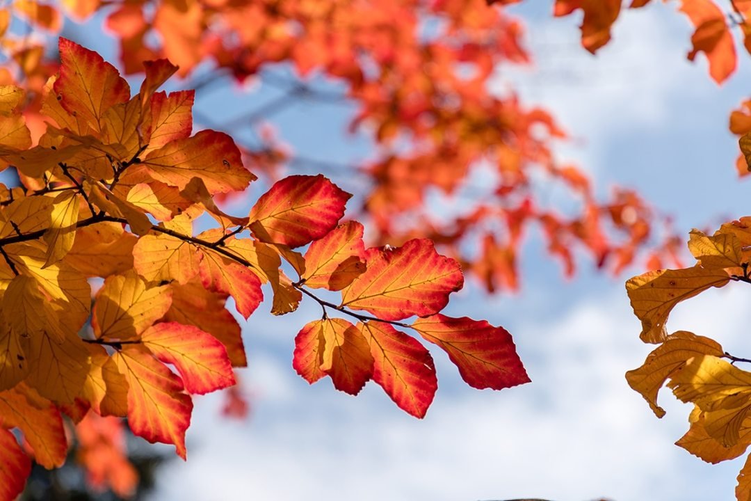 Persian Ironwood Parrotia persica fall color