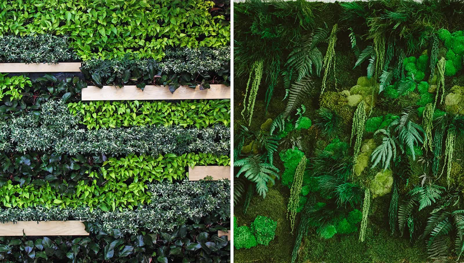 Comparison of a living wall with a moss wall