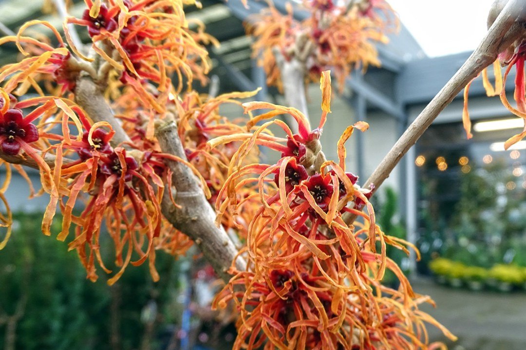 Witch Hazel Hamamelis Jelena