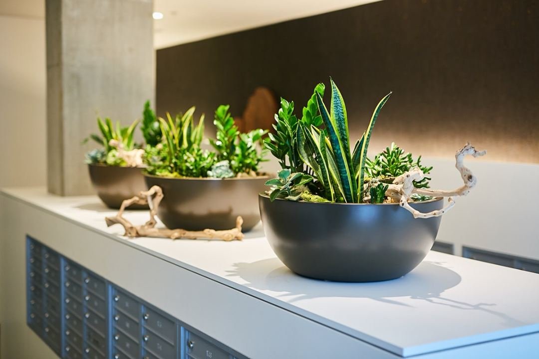 3 small round planters with succulents in an apartment mailroom by Urban Plantscapes of 7 Dees
