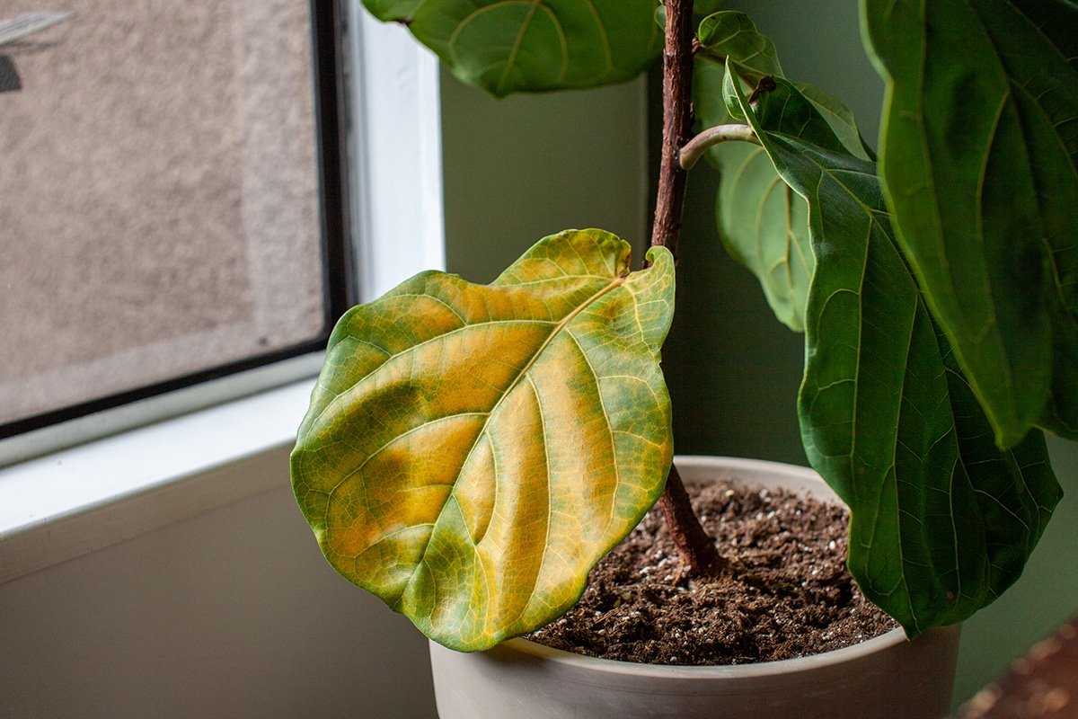 yellow leaves on ficus