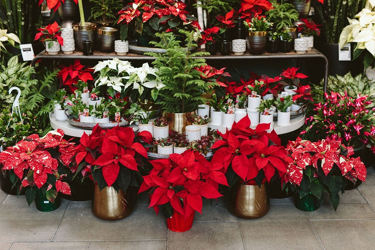 holiday decor poinsettias