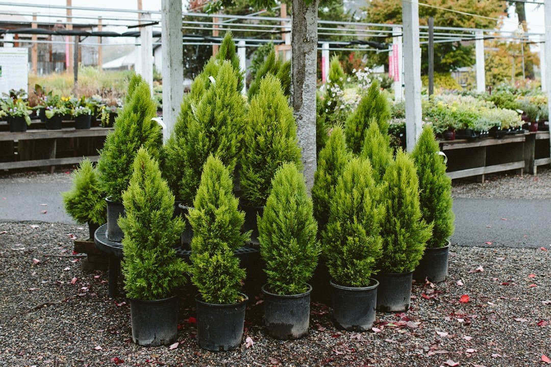 lemon cypress dwarf conifers