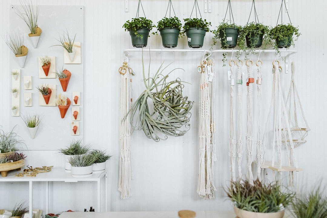 hanging air plants and macrame displayed on wall