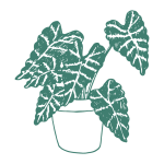 Alocasia Care