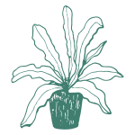 Indoor Fern Care