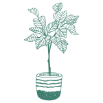 Fiddle Leaf Fig Care