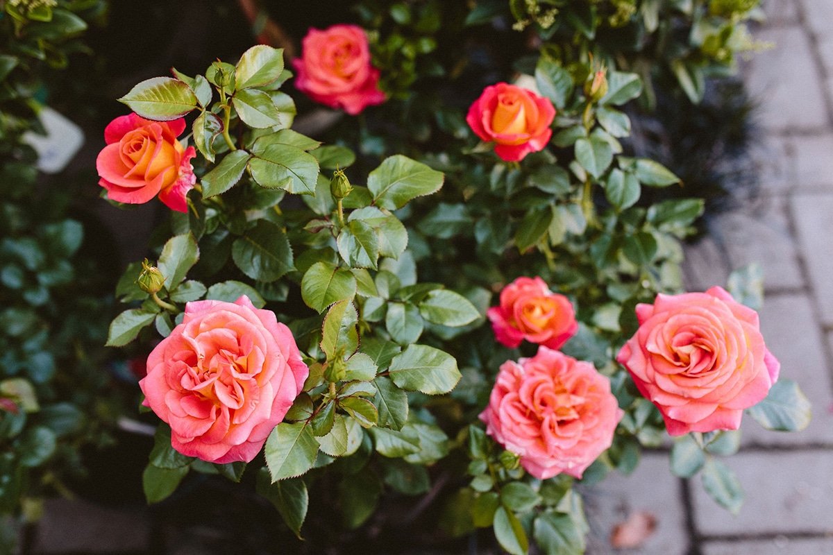 pink and yellow roses