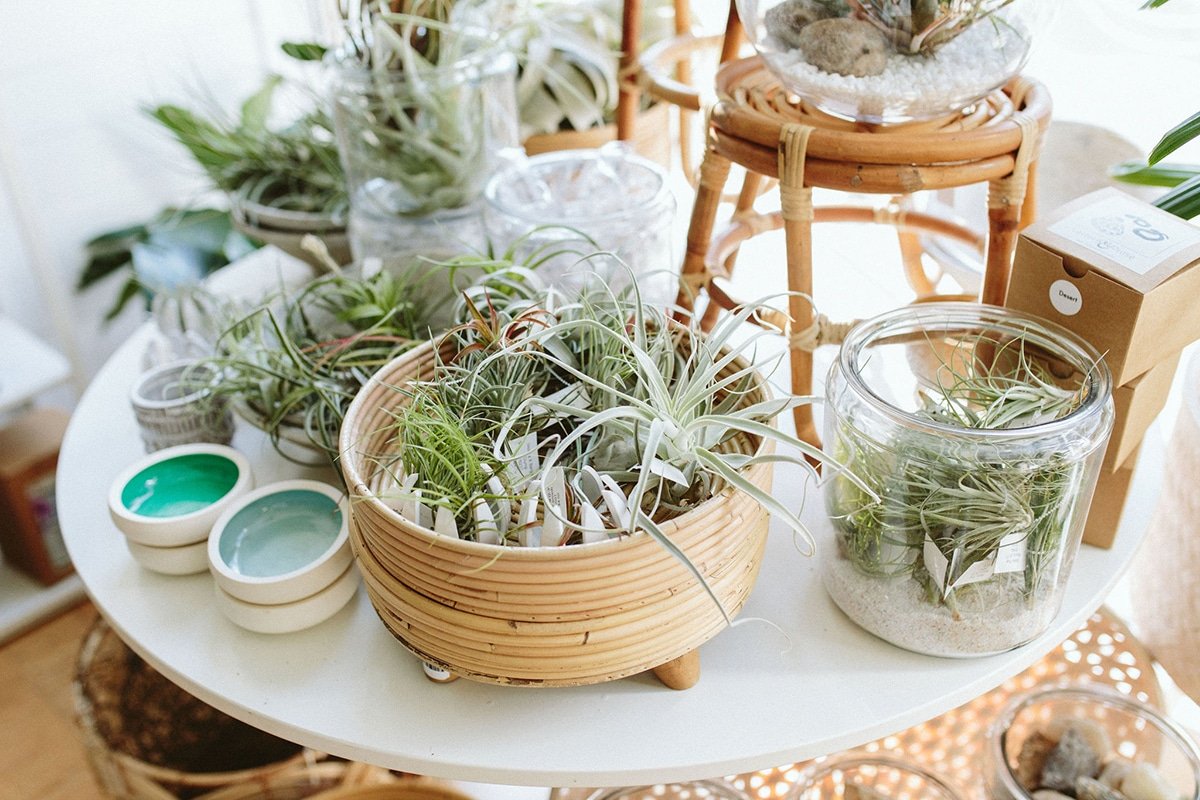 various air plants and containers
