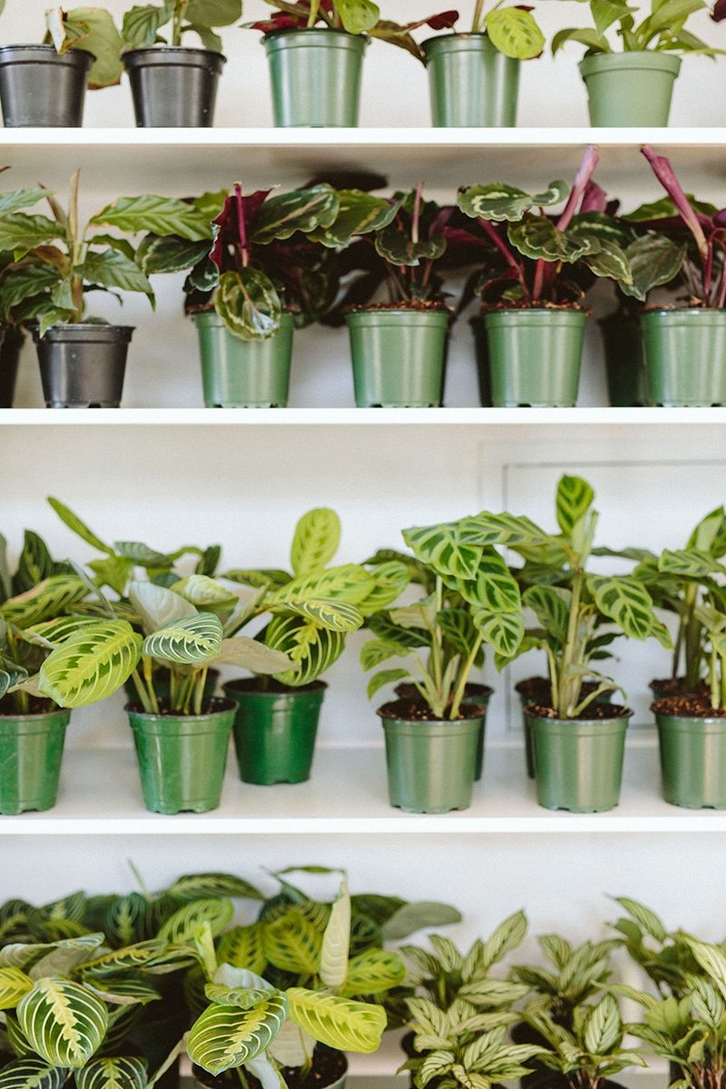 calathea and maranta plants on shelf