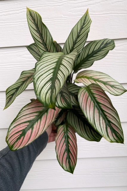 Calathea 'White Star' Calathea 'White Star'