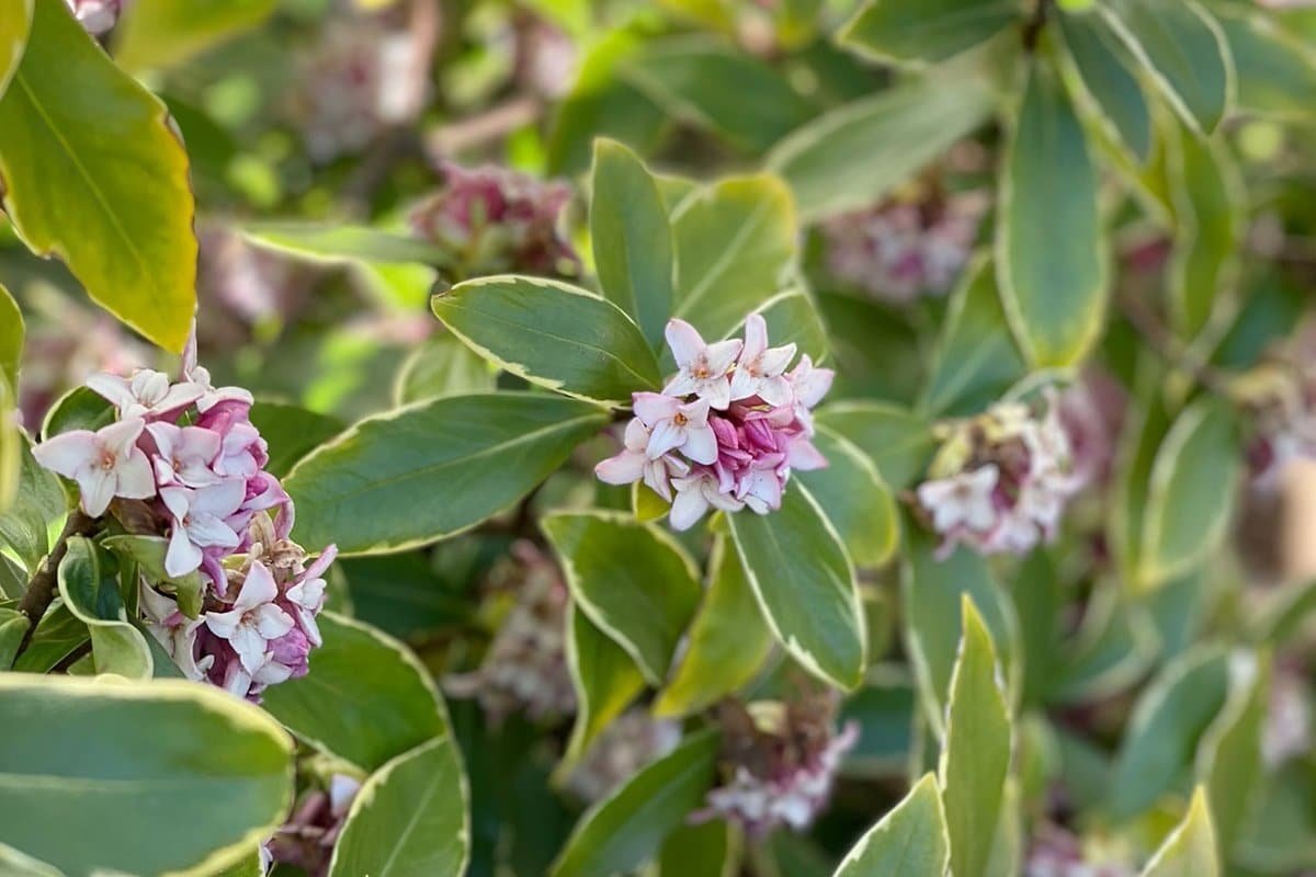 Daphne odora Aureomarginata, Winter Daphne