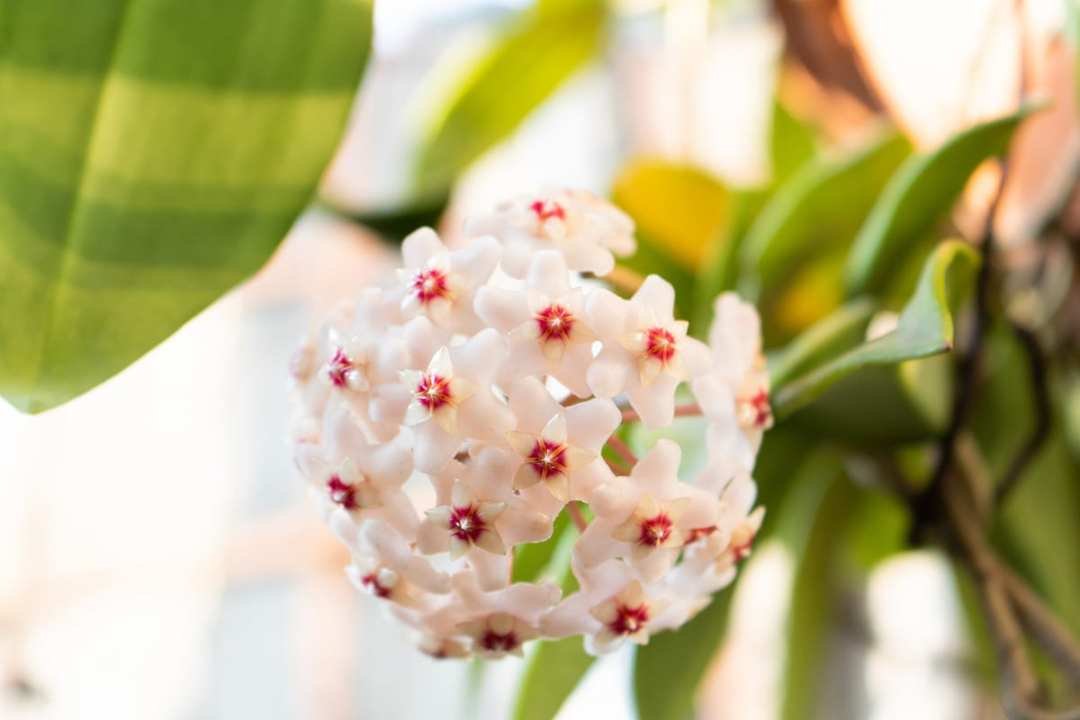hoya flowers