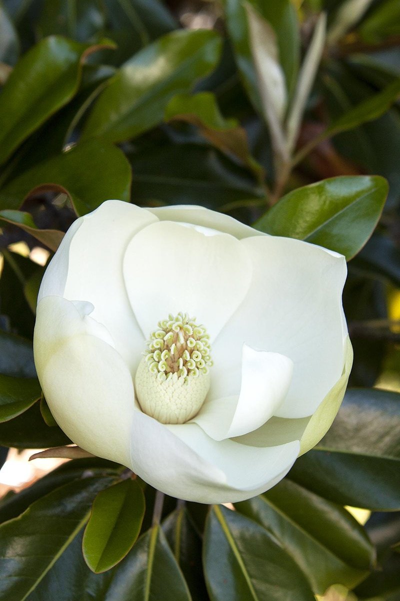 Little Gem Magnolia