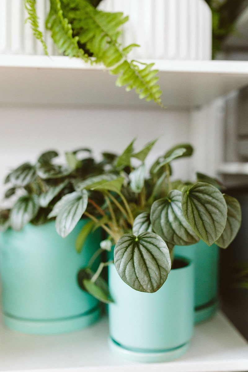 peperomia plants in turquoise pots