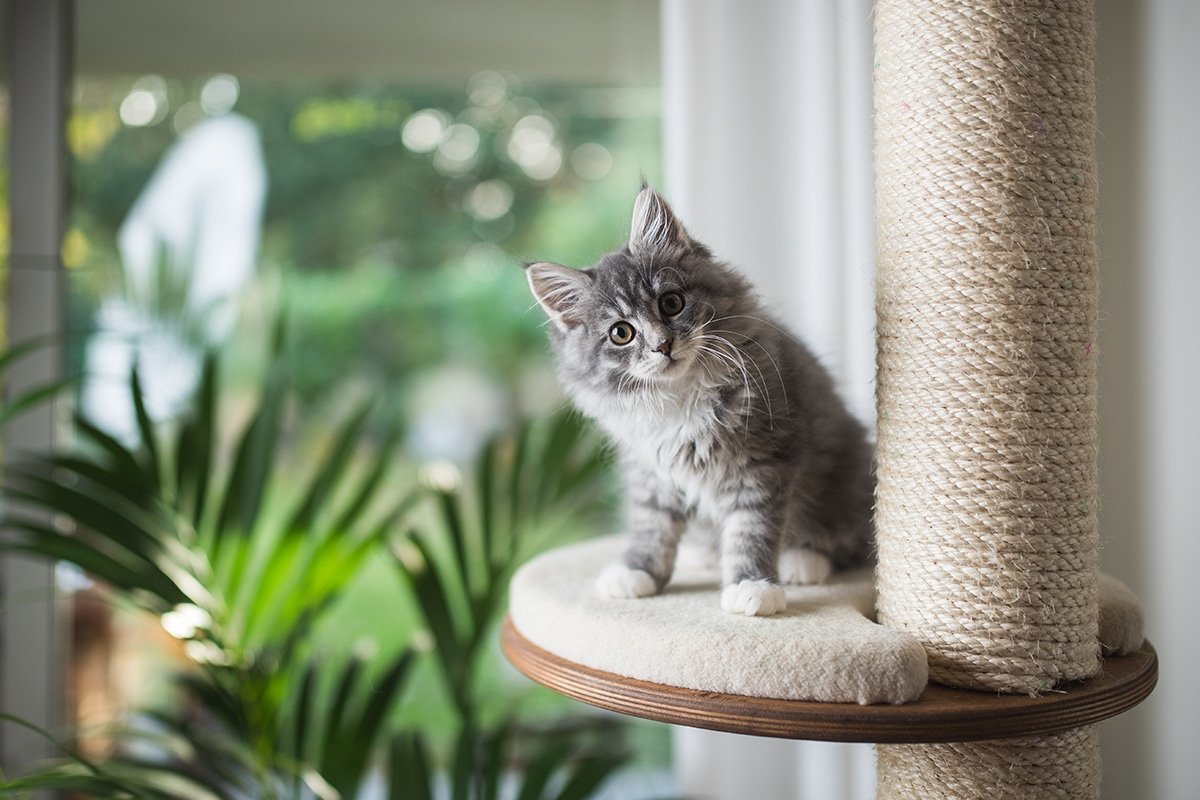 Pet-Safe Indoor Plants