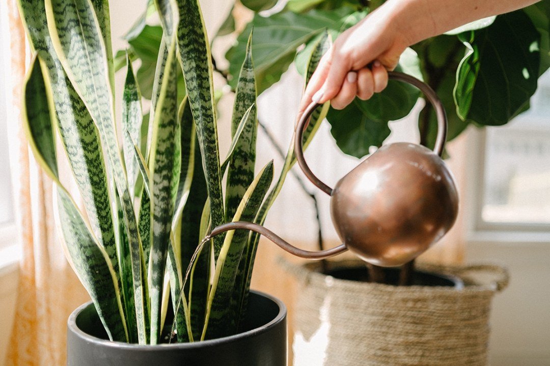 watering snake plant