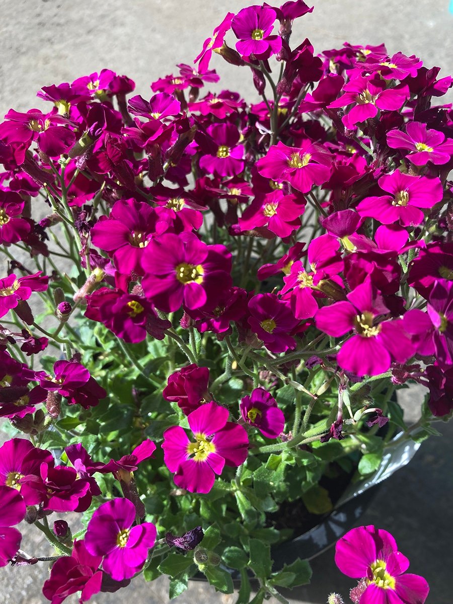 Aubrieta Axcent Magenta groundcover