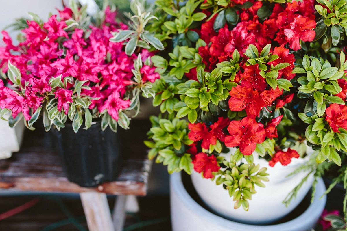 pink and red azaleas in pots