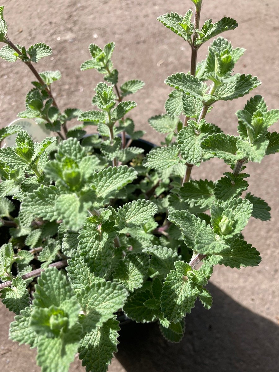 Nepeta 'Walker's Low' Catmint groundcover