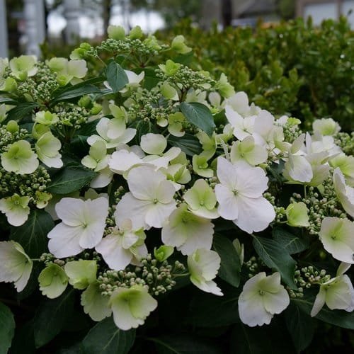 'Fairytrail Bride' Cascade Hydrangea from Proven Winners